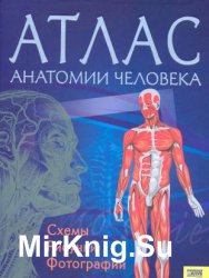 Атлас анатомии человека. Схемы, рисунки, фотографии