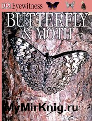 Butterfly & Moth